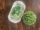 Succulent Dough Bowl Candle: Natural Wood / Balsam Fir