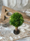 Seed Head Half Sphere | 5.5" Greenery Home Decor