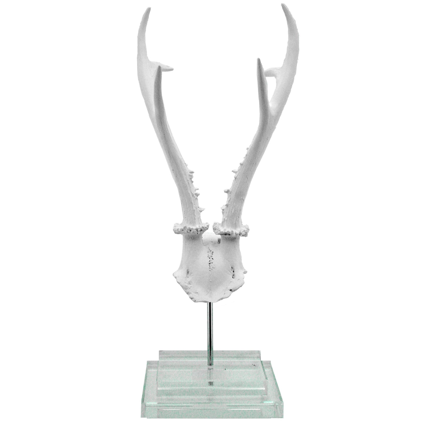 White Antler on  Double Glass Base