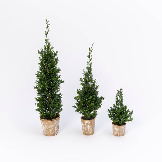 Potted Cedar Trees